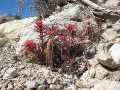 Colorful Indian paintbrush (Castilleja chromosa)