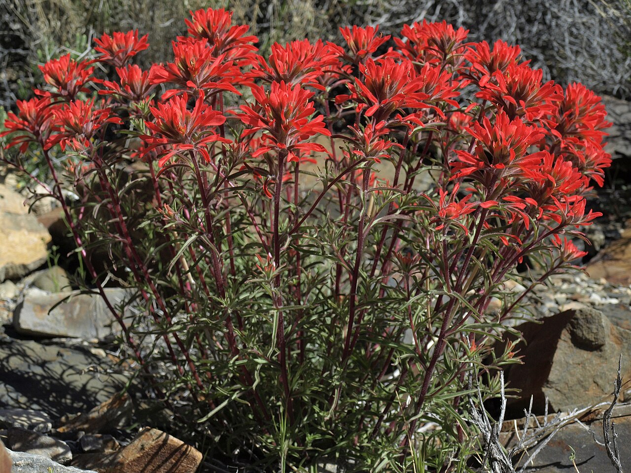 Colorful Indian paintbrush: desert paintbrush, Castilleja chromosa, California, White Mountains, Deep Springs Valley drainage, elevation 1792 m (5880 ft). This widespread perennial colorfu