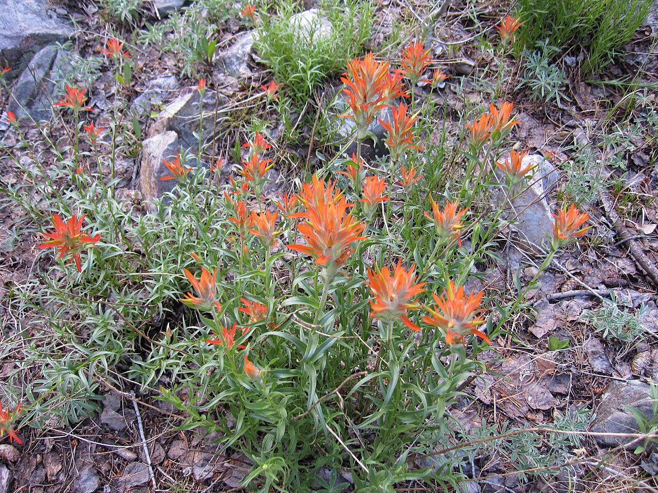 Colorful Indian paintbrush: Indian Paintbrush