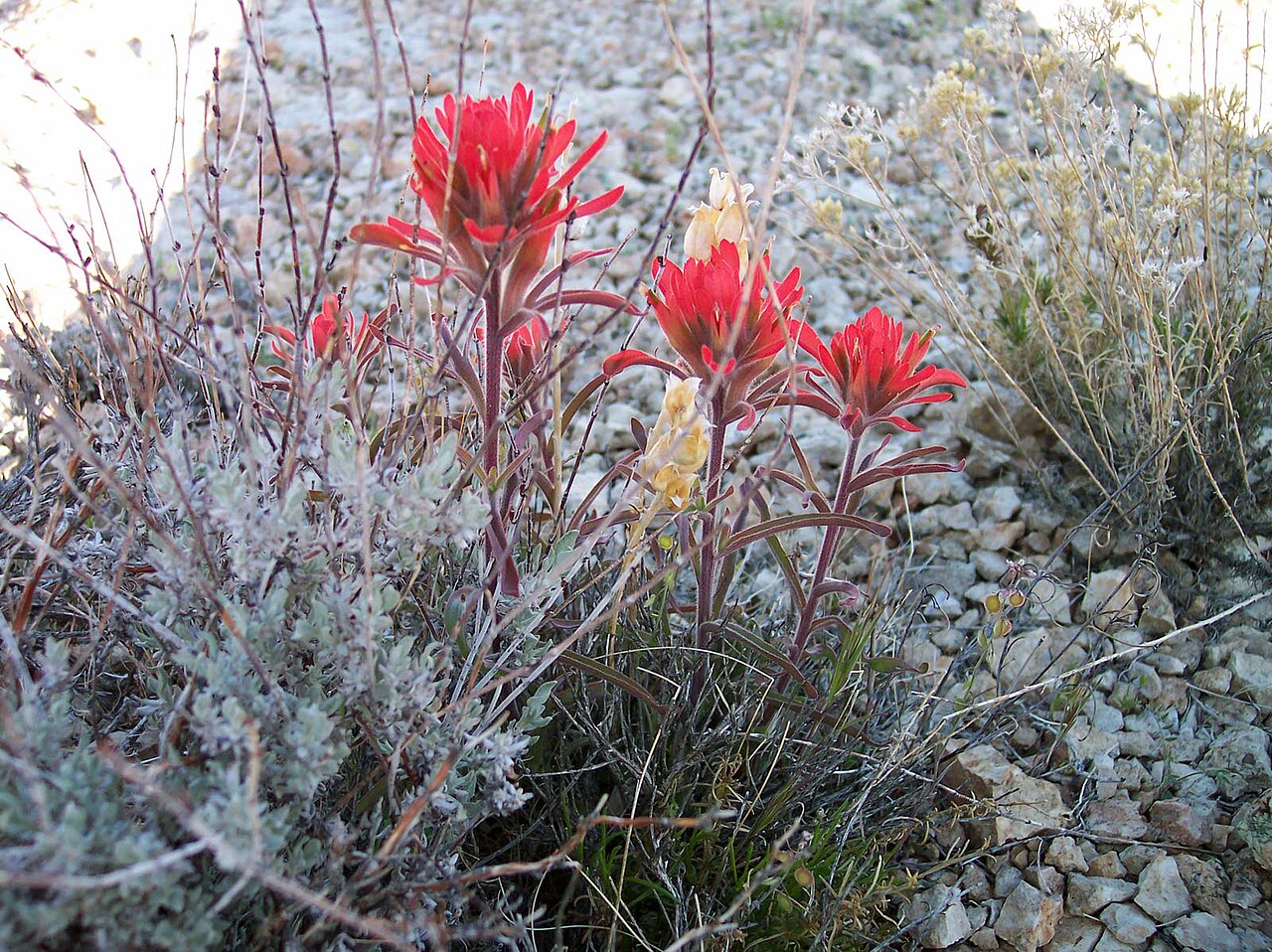 Colorful Indian paintbrush: Desert Paintbrush - Castilleja chromosa - Mojave Wild Flowers