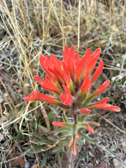 Colorful Indian paintbrush (Castilleja chromosa)