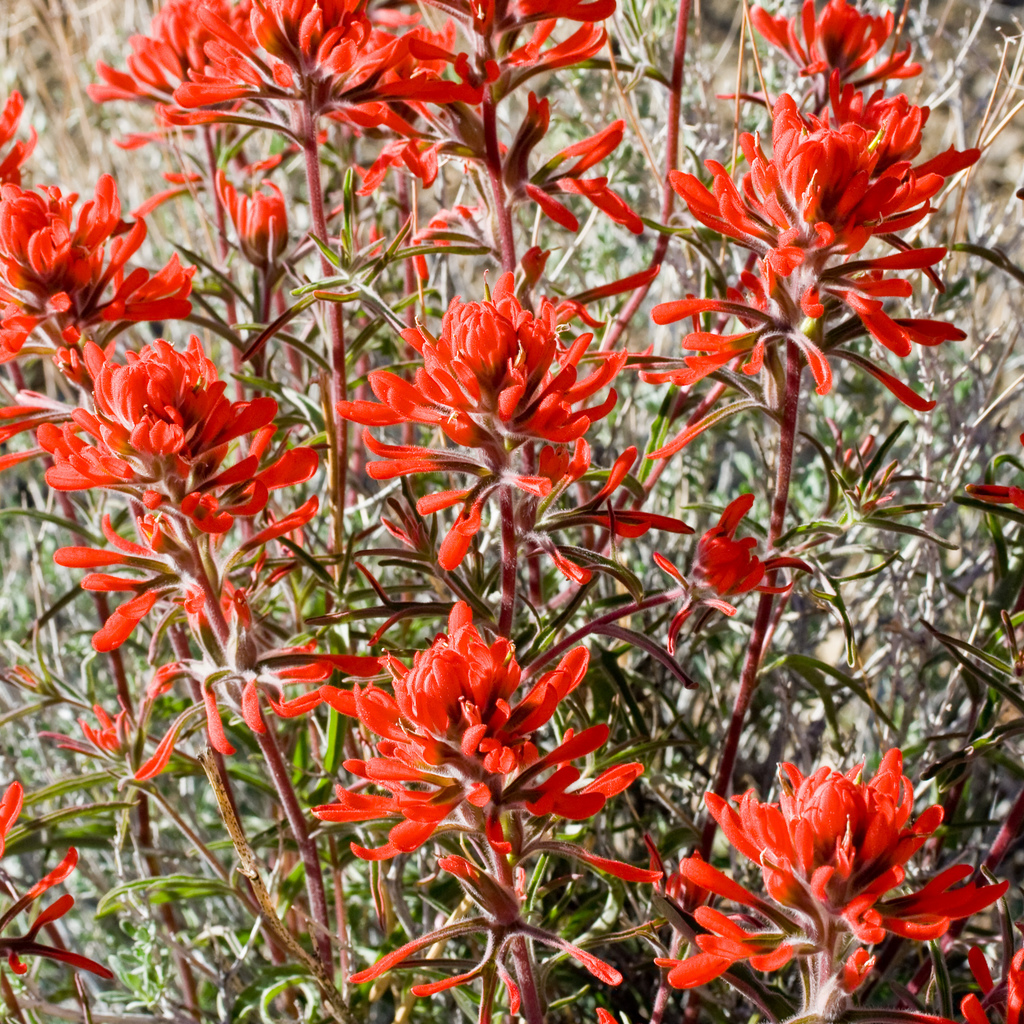 Colorful Indian paintbrush (Castilleja chromosa)