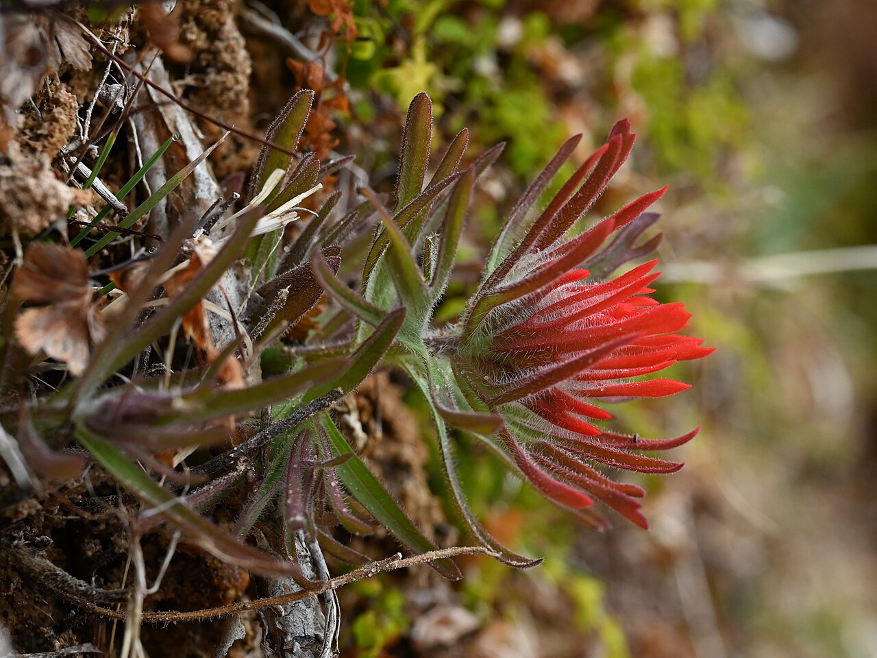 Colorful Indian paintbrush: Castilleja chromosa at Pine Creek Canyon Overlook in Zion National Park, Utah