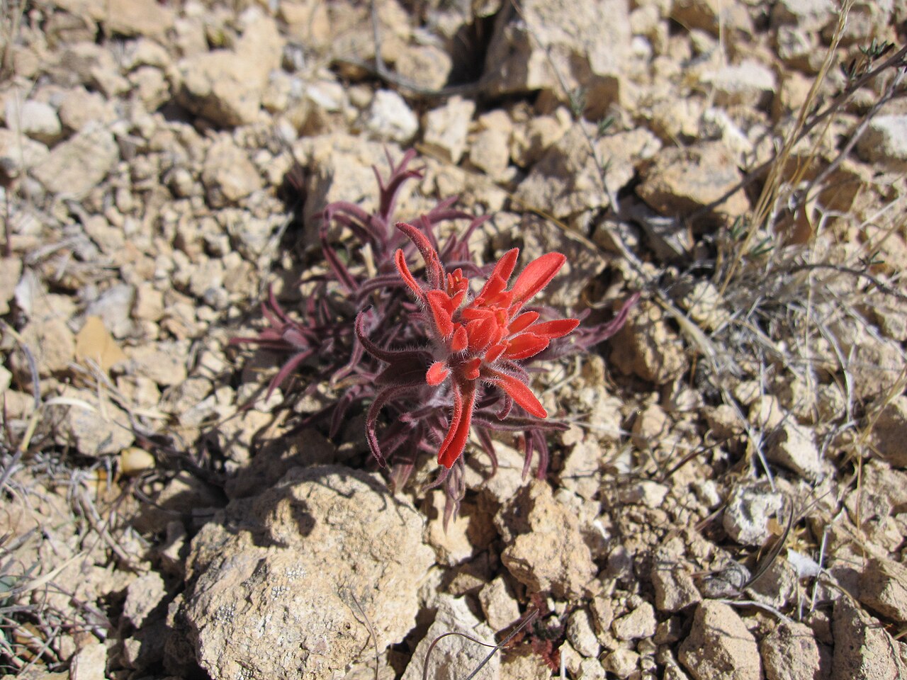 Colorful Indian paintbrush: in the Highland Range