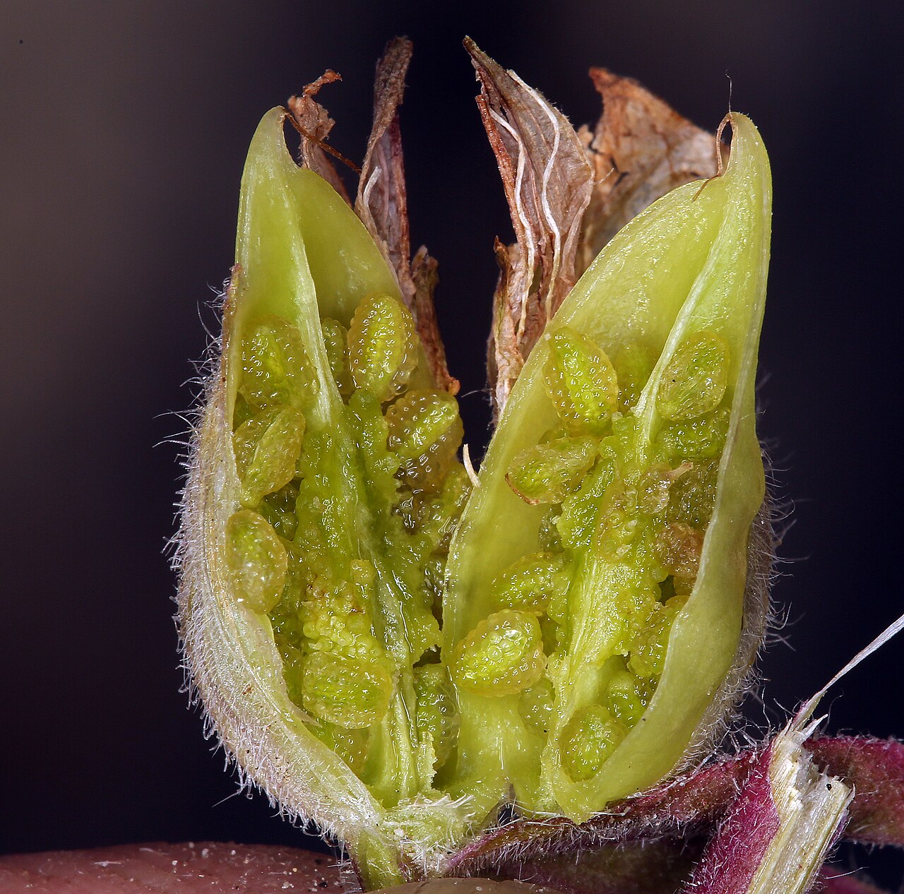 Colorful Indian paintbrush: A close-up of the seed pod of a desert paintbrush