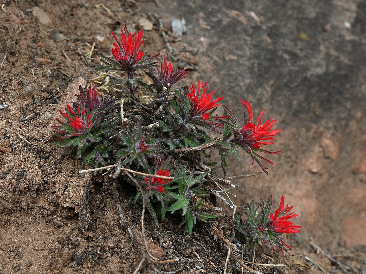Colorful Indian paintbrush: Castilleja chromosa at Pine Creek Canyon Overlook in Zion National Park, Utah