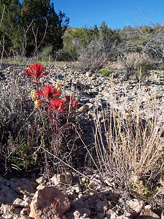 Colorful Indian paintbrush: Desert Paintbrush - Castilleja chromosa - Mojave Wild Flowers