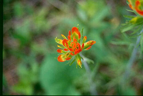 Scarlet Indian paintbrush: Eastern Paintbrush, Castilleja coccinea . Location: Superior National Forest , Minnesota, USA. The photographer's original image title: “Castilleja_coccinea_4-e