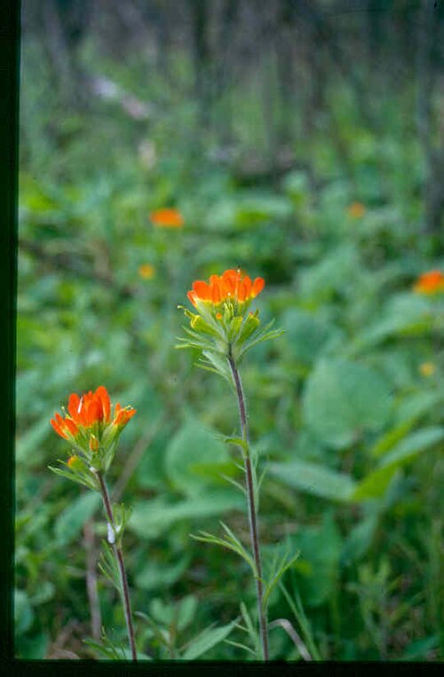 Scarlet Indian paintbrush: Eastern Paintbrush, Castilleja coccinea . Location: Superior National Forest , Minnesota, USA. The photographer's original image title: “Castilleja_coccinea_2-e