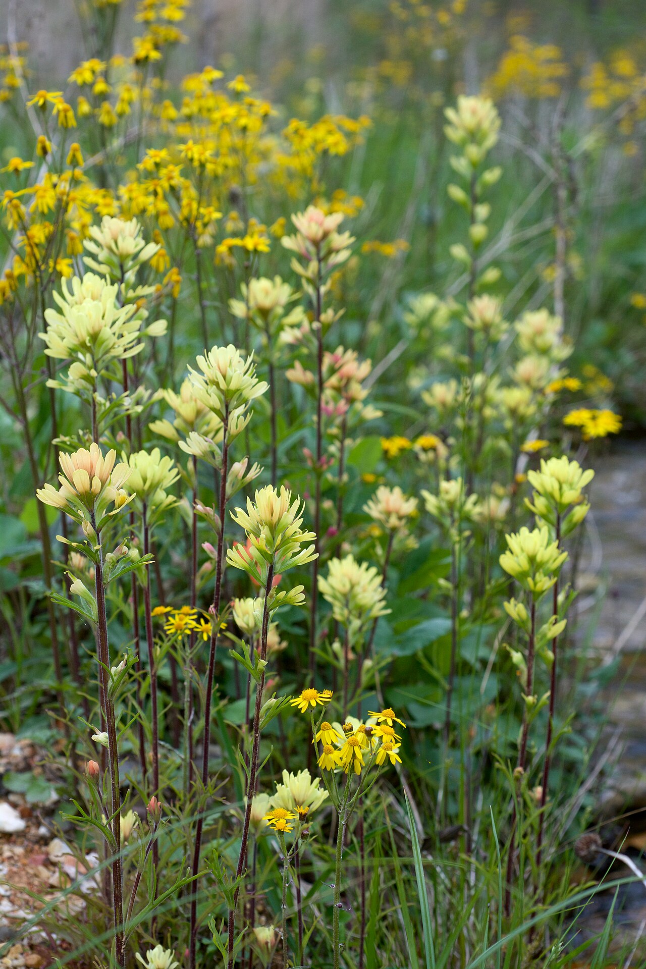 Scarlet Indian paintbrush: Species from Eastern North America Common name: Scarlet Indian Paintbrush Photographed in Rock Creek Natural Area, Sharp County, Arkansas