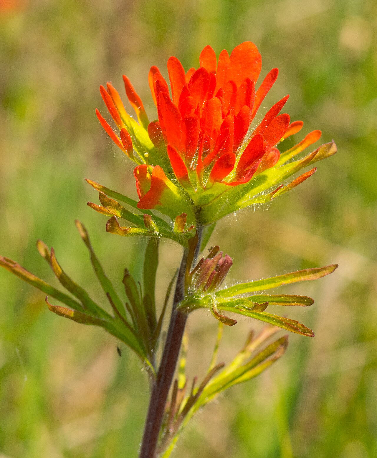 Scarlet Indian paintbrush: Jackson Harbor Ridges Wisconsin State Natural Area #110 Door County
