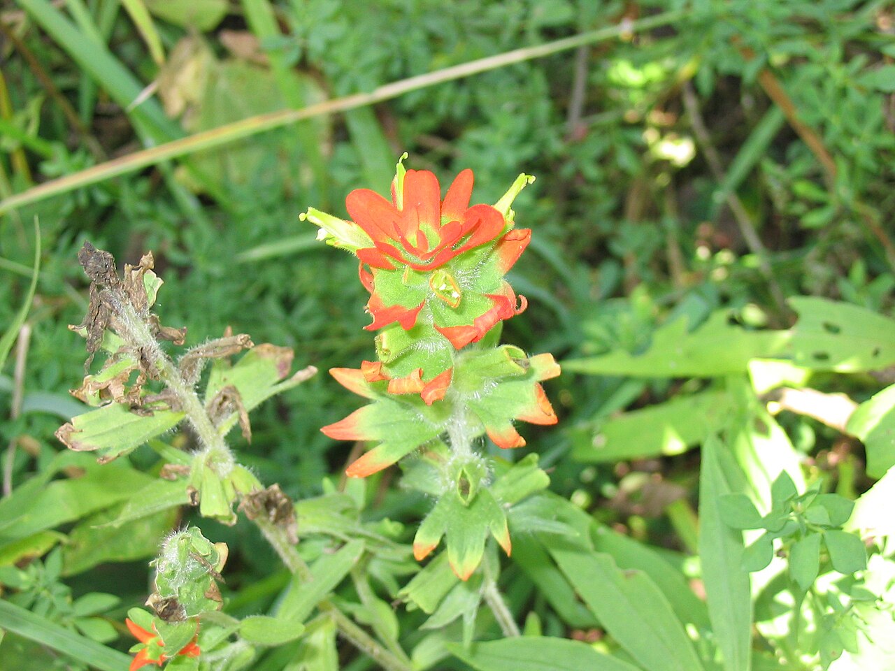 Scarlet Indian paintbrush: Eastern Paintbrush, Castilleja coccinea . Location: Superior National Forest , Minnesota, USA. The photographer's original image title: “Castilleja_coccinea_8-e