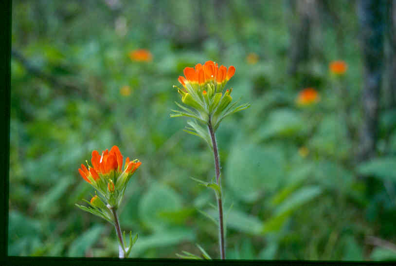 Scarlet Indian paintbrush: Eastern Paintbrush, Castilleja coccinea . Location: Superior National Forest , Minnesota, USA. The photographer's original image title: “Castilleja_coccinea_6-e