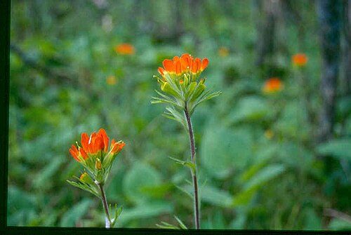 Scarlet Indian paintbrush: Eastern Paintbrush, Castilleja coccinea . Location: Superior National Forest , Minnesota, USA. The photographer's original image title: “Castilleja_coccinea_6-e