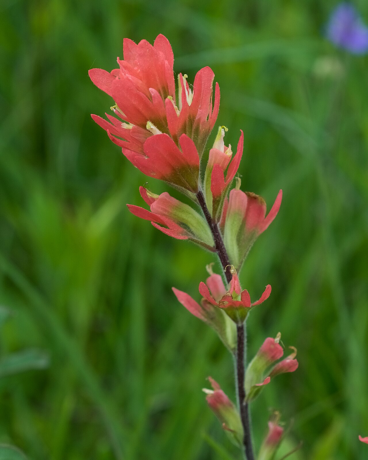 Scarlet Indian paintbrush: Species from Eastern North America Common name: Scarlet Indian paintbrush Photographed at Downs Prairie Natural Area, Prairie County, Arkansas