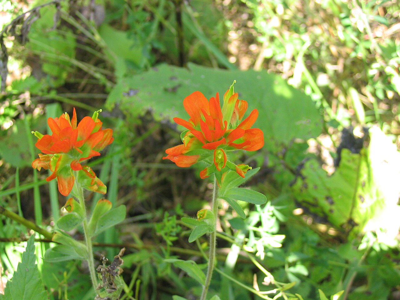 Scarlet Indian paintbrush: Eastern Paintbrush, Castilleja coccinea . Location: Superior National Forest , Minnesota, USA. The photographer's original image title: “Castilleja_coccinea_9-e