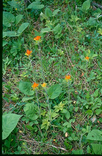 Scarlet Indian paintbrush: Eastern Paintbrush, Castilleja coccinea . Location: Superior National Forest , Minnesota, USA. The photographer's original image title: “Castilleja_coccinea_1-e