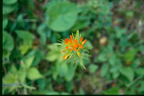 Scarlet Indian paintbrush: Eastern Paintbrush, Castilleja coccinea . Location: Superior National Forest , Minnesota, USA. The photographer's original image title: “Castilleja_coccinea_5-e