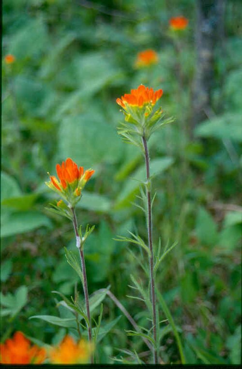 Scarlet Indian paintbrush: Eastern Paintbrush, Castilleja coccinea . Location: Superior National Forest , Minnesota, USA. The photographer's original image title: “Castilleja_coccinea_3-e