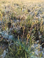 Castilleja collegiorum (Castilleja collegiorum)