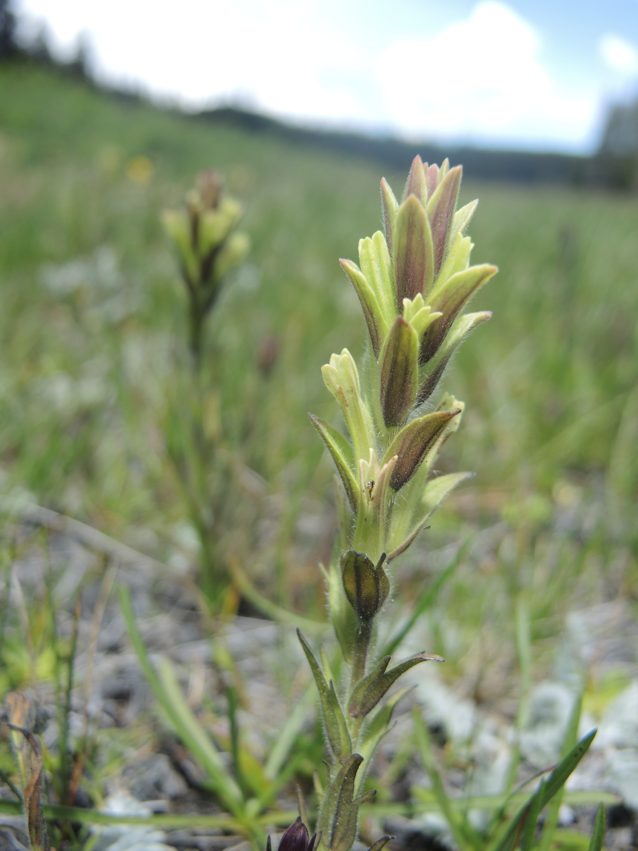 Castilleja collegiorum: Two collegial paintbrush (Castilleja collegiorum) individuals in a montane meadow.