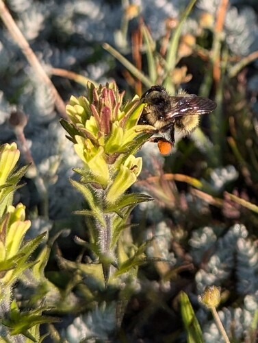 Castilleja collegiorum (Castilleja collegiorum)