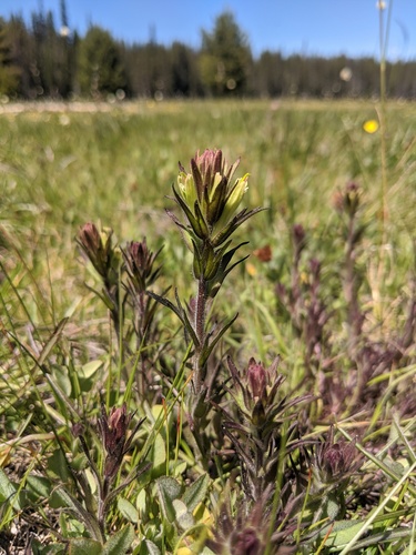 Castilleja collegiorum (Castilleja collegiorum)