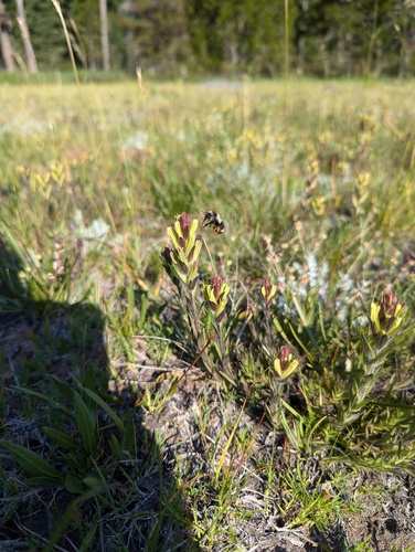 Castilleja collegiorum (Castilleja collegiorum)