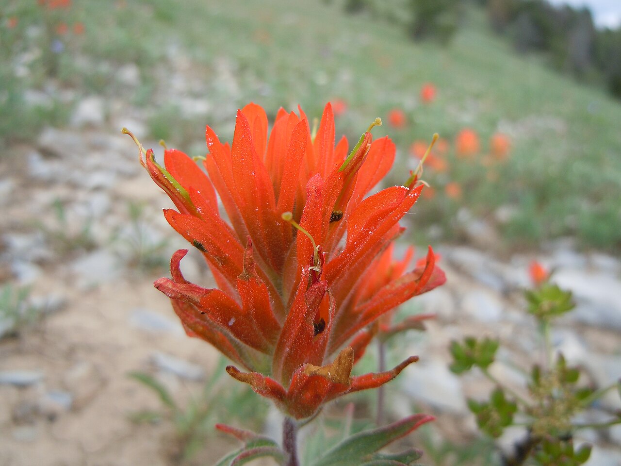 Mountainside Indian paintbrush: This orangish flowered Castilleja is most common in dry very open understory in the mountains.