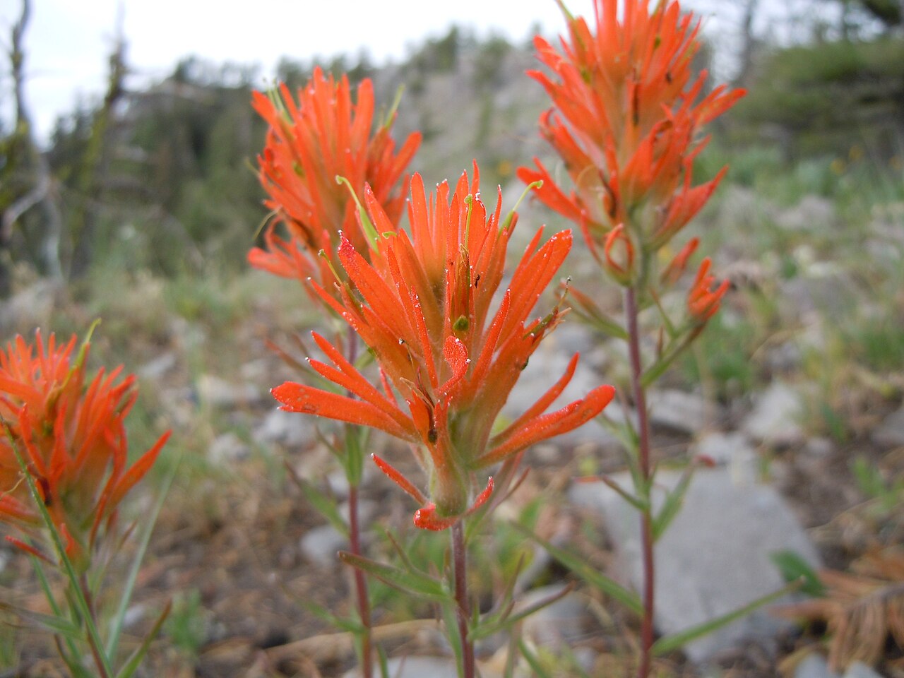 Mountainside Indian paintbrush: This orangish flowered Castilleja is most common in dry very open understory in the mountains.