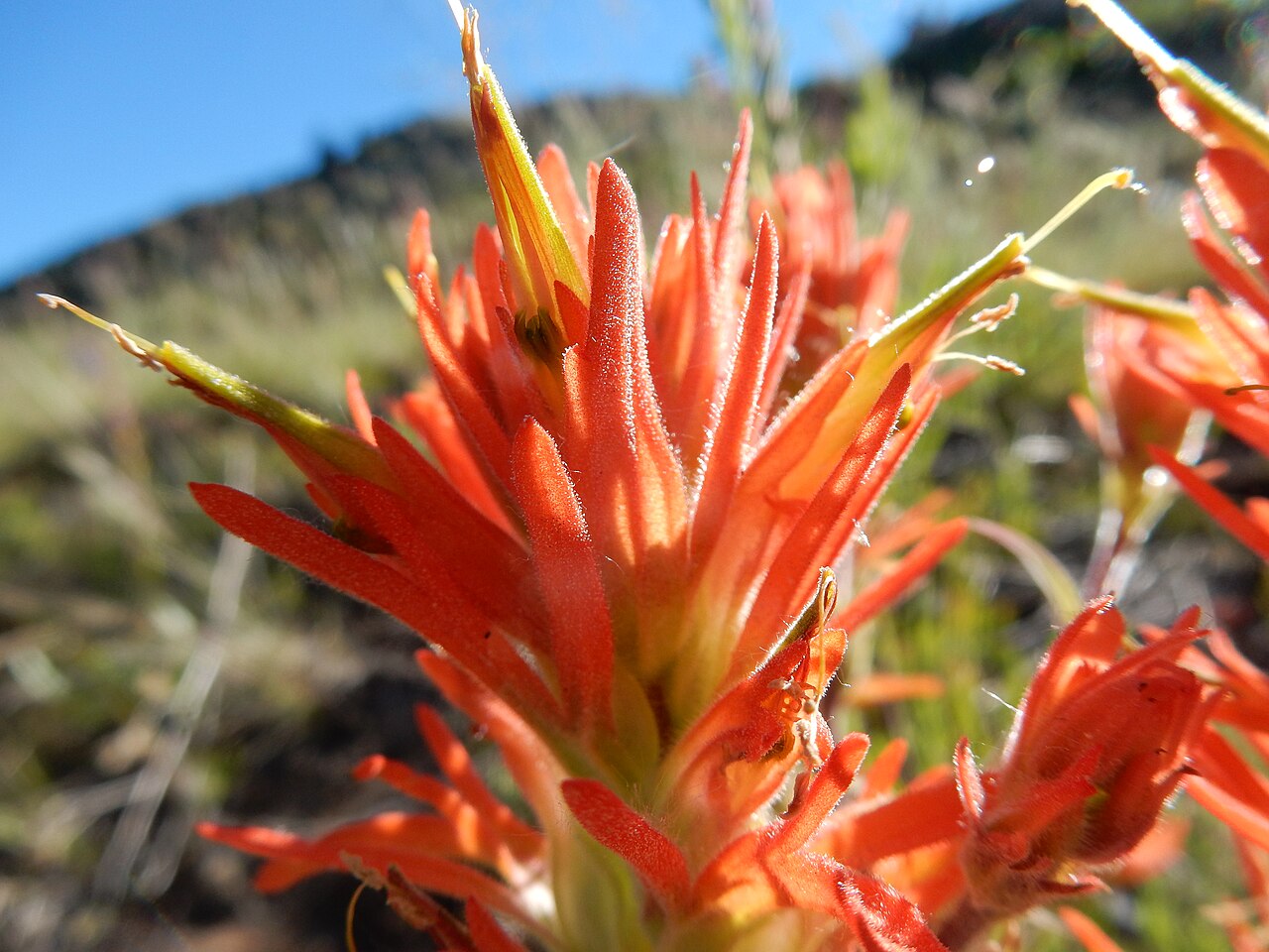 Mountainside Indian paintbrush: The predominantly orangish inflorescence and long galea are distintived of this species that is common to dry mountain slopes often in open understory in southw