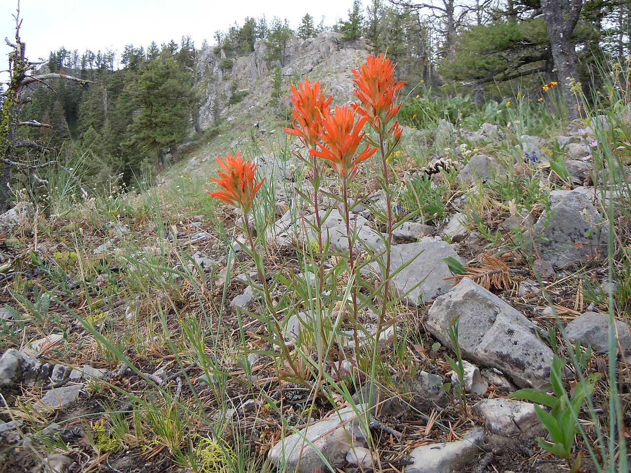 Mountainside Indian paintbrush: This orangish flowered Castilleja is most common in dry very open understory in the mountains.