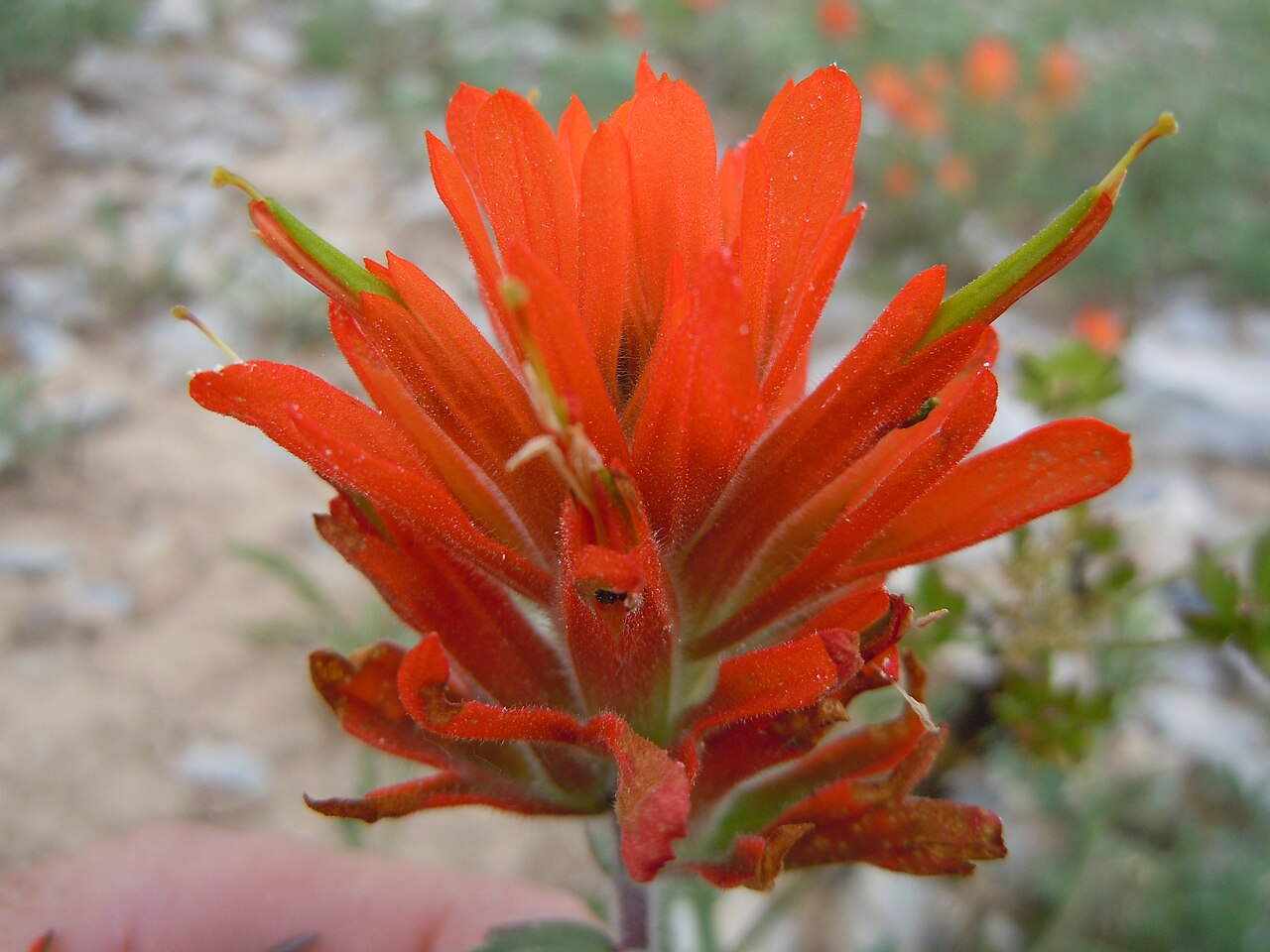 Mountainside Indian paintbrush: This orangish flowered Castilleja is most common in dry very open understory in the mountains.