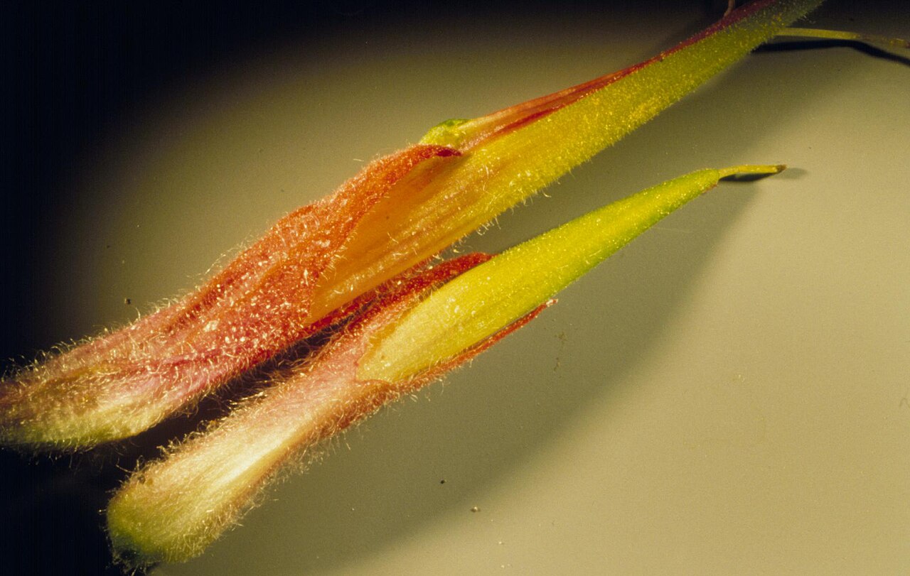 Mountainside Indian paintbrush: From this upper (ventral) view, the red calyx lobes are split about evenly above and below.