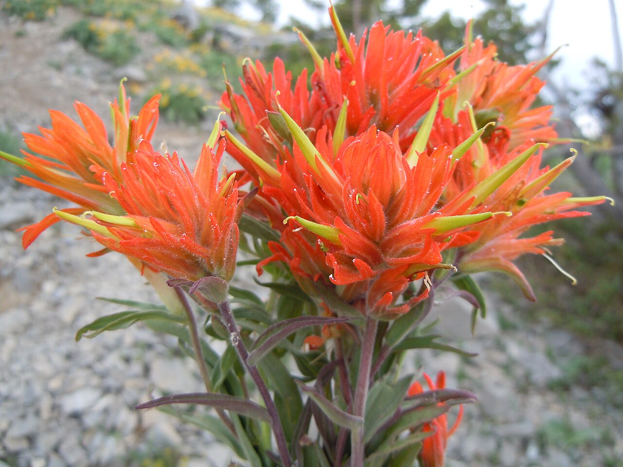 Mountainside Indian paintbrush: This orangish flowered Castilleja is most common in dry very open understory in the mountains.