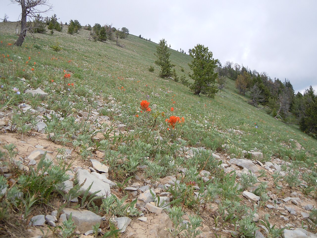 Mountainside Indian paintbrush: This orangish flowered Castilleja is most common in dry very open understory in the mountains.