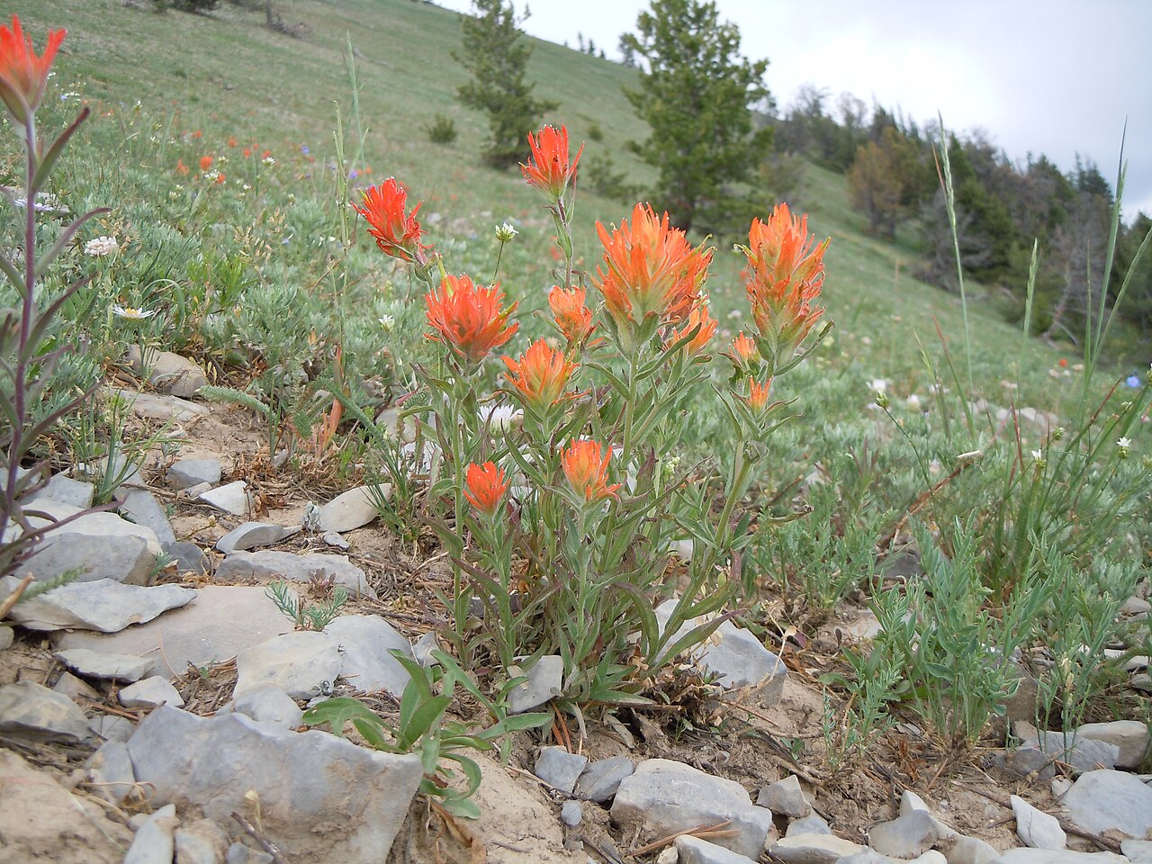 Mountainside Indian paintbrush: This orangish flowered Castilleja is most common in dry very open understory in the mountains.
