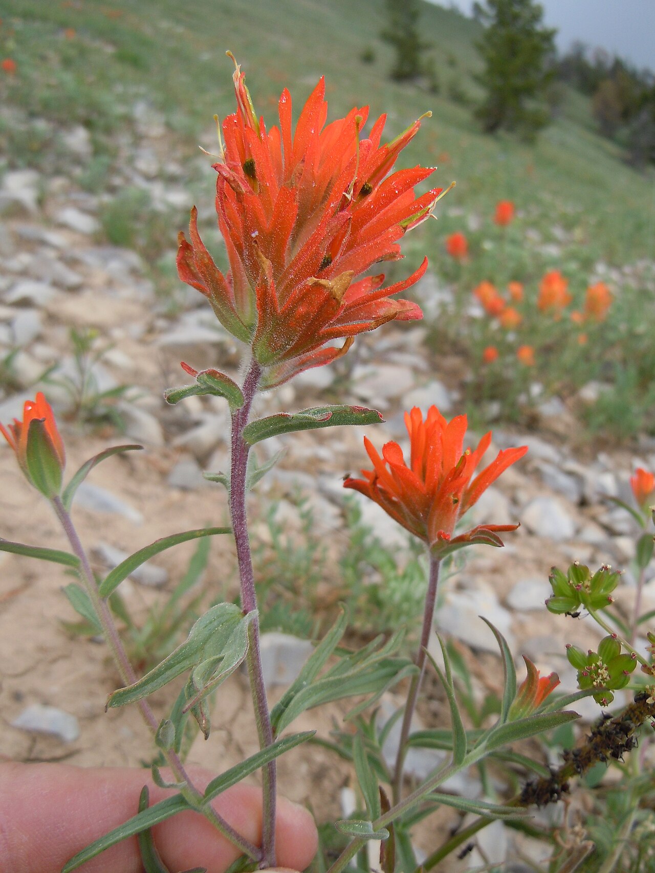 Mountainside Indian paintbrush: This orangish flowered Castilleja is most common in dry very open understory in the mountains.