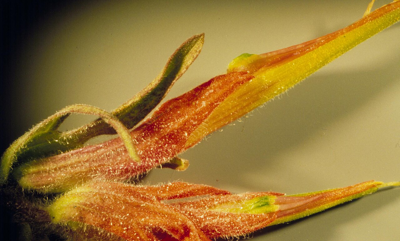 Mountainside Indian paintbrush: Flowers attached to subtending bracts. The upper flower is viewed from the side but shows the lower (dorsal) calyx split. The lower flower is viewed from the lo