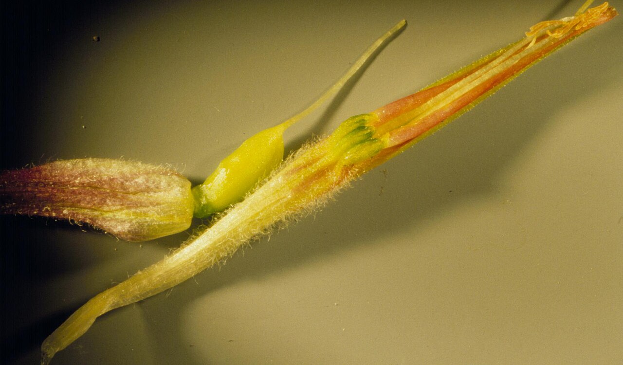 Mountainside Indian paintbrush: Dissected flower with an intact corolla tube below and the developing ovary with calyx peeled back above. The the lower three green corolla lobes are positioned