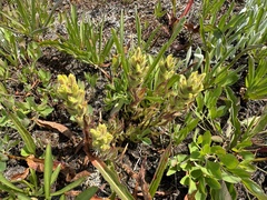 Obscure Indian paintbrush (Castilleja cryptantha)