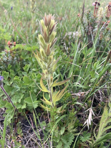 Obscure Indian paintbrush (Castilleja cryptantha)