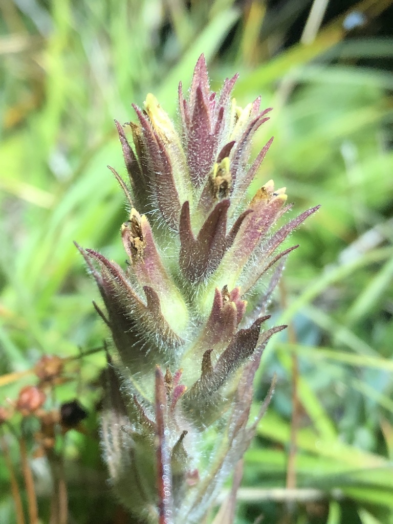 Obscure Indian paintbrush (Castilleja cryptantha)