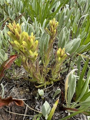 Obscure Indian paintbrush (Castilleja cryptantha)