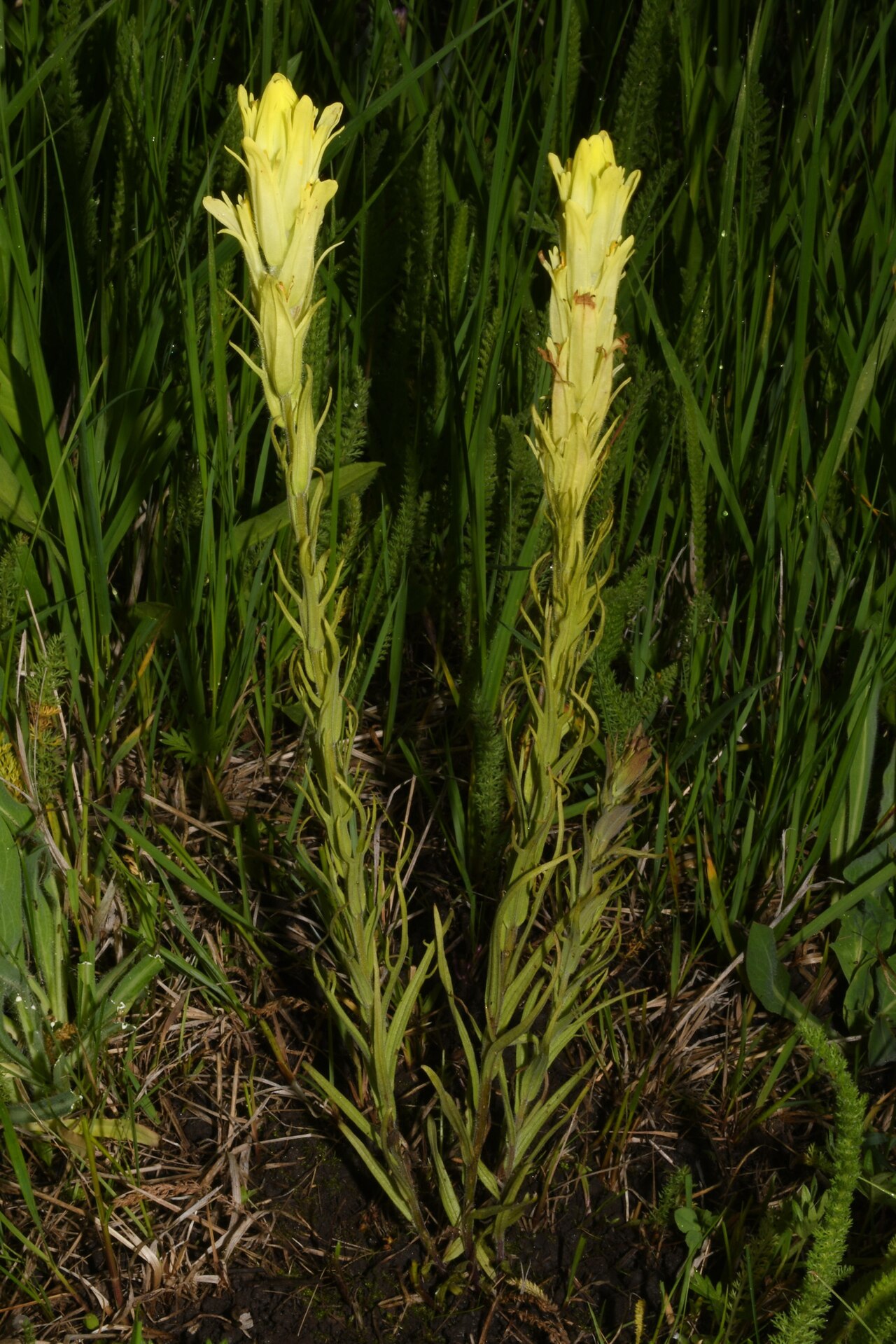Cusick's Indian paintbrush: Cusick's Paintbrush ( Castilleja cusickii ) in the United States