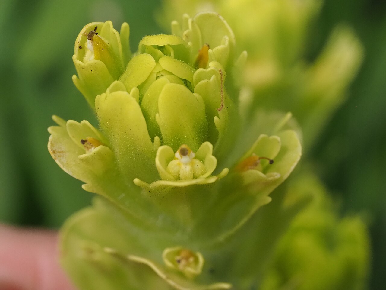 Cusick's Indian paintbrush: Cusick's Paintbrush ( Castilleja cusickii ) in the United States