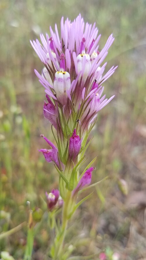 Denseflower Indian paintbrush: Castilleja densiflora var. densiflora. Variety of plant.