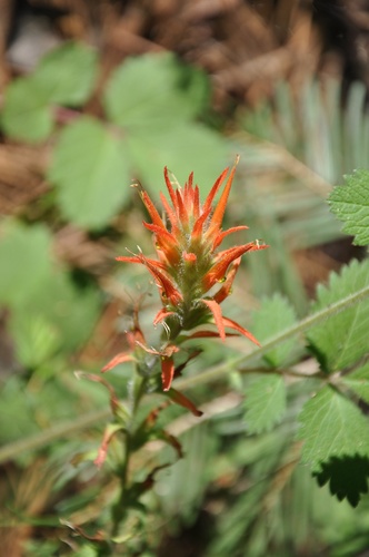 Castilleja disticha (Castilleja disticha)