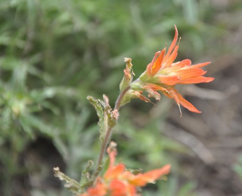 Castilleja disticha (Castilleja disticha)
