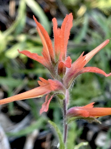 Castilleja disticha (Castilleja disticha)